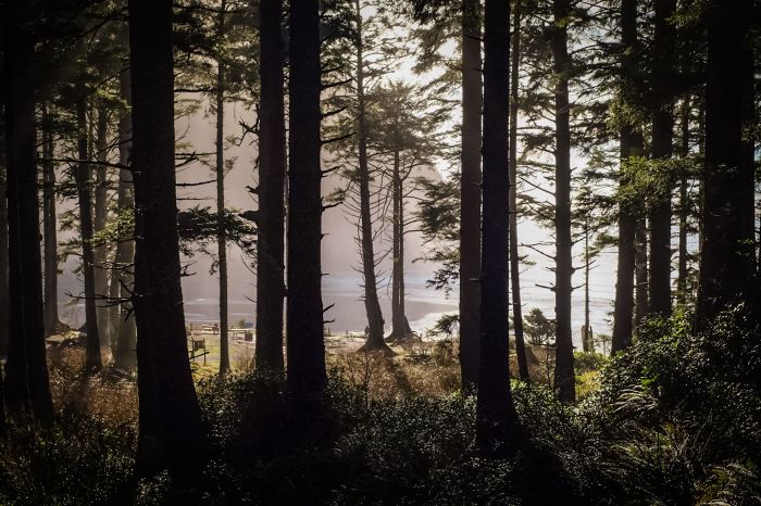 photo of silhoutted trees at dawn