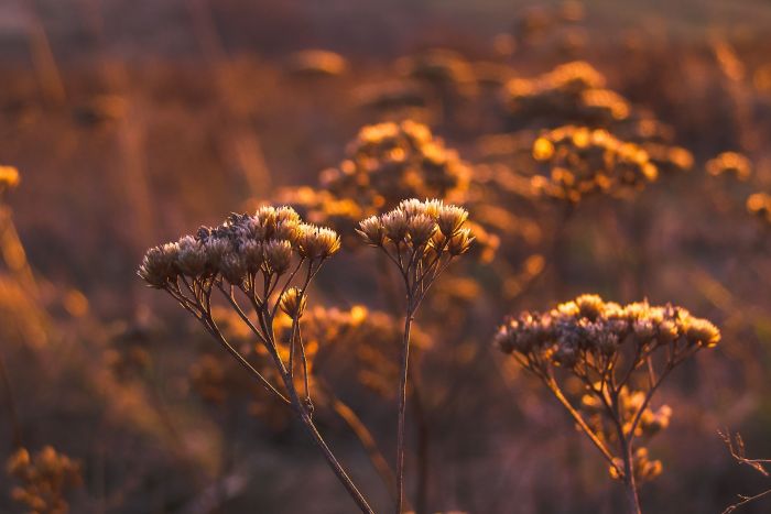 dried flower seed heads in a field at dusk